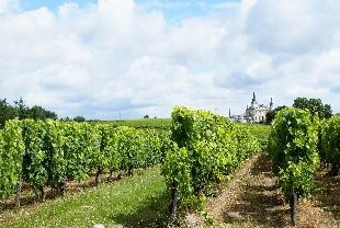 Weinberg in Bordeaux