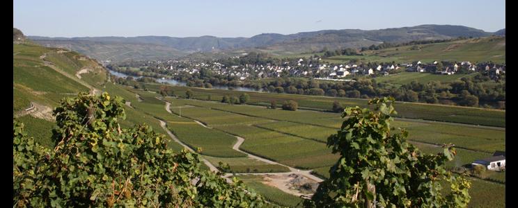 Mathy-Schanz