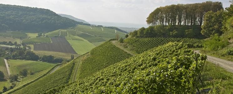 Fürstlich Castell’sches Domänenamt