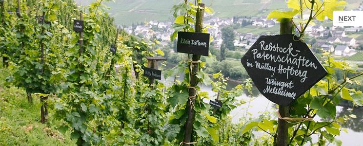 Melsheimer