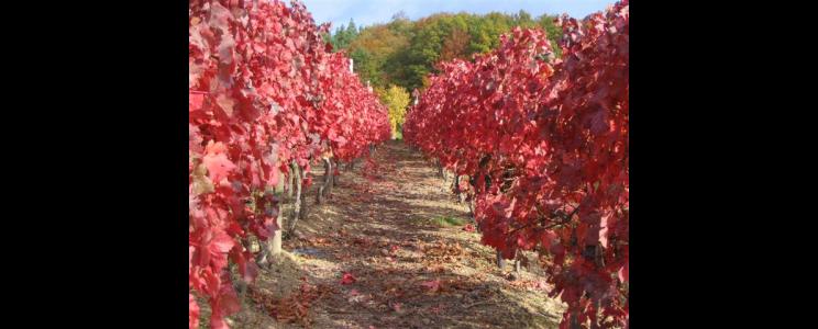 Försterhof
