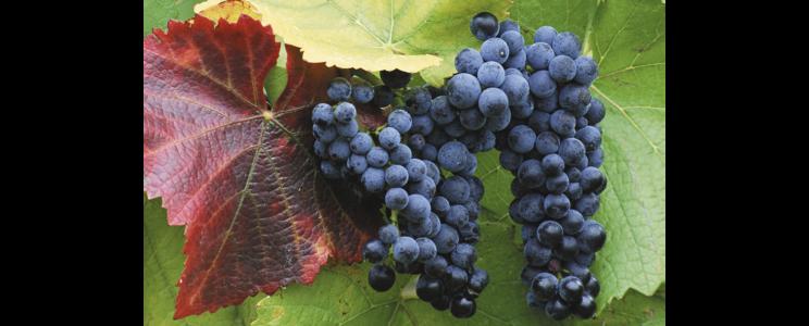 Weingut Geier