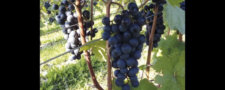 Weingut Geier