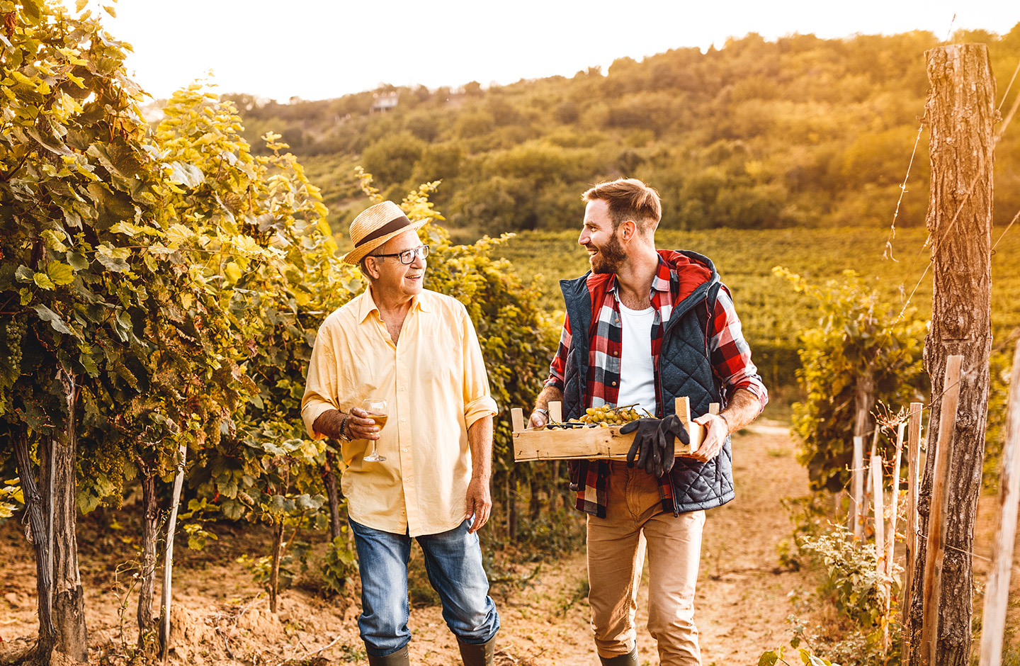 winemakers picking grapes