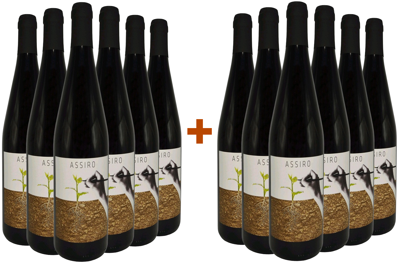 6+6 Paket Assiro Toscana IGP BIO