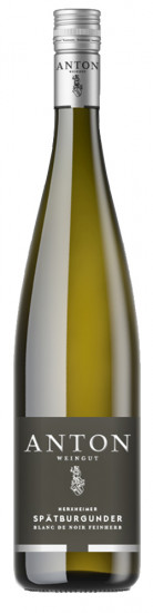 2024 Herxheimer Spätburgunder Blanc de Noir feinherb - Weingut Anton