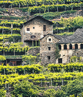 Weinregionen direkt ab Hof entdecken bei WirWinzer