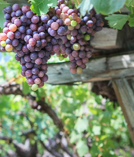 Merlot