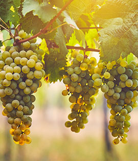 Sauvignon Blanc