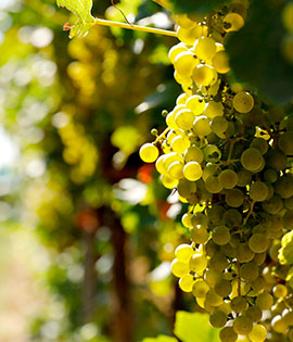 Chardonnay