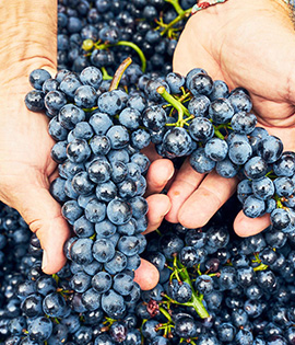 Cabernet Sauvignon