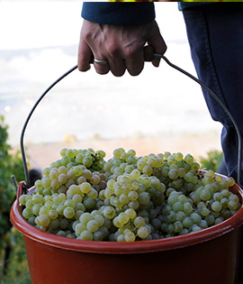 Riesling