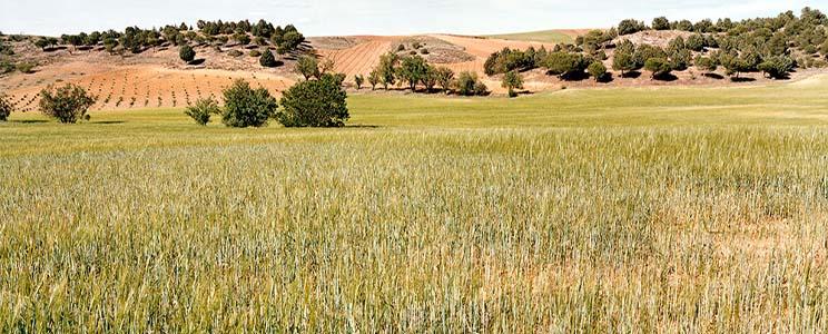 Compañía de Vinos Telmo Rodríguez 