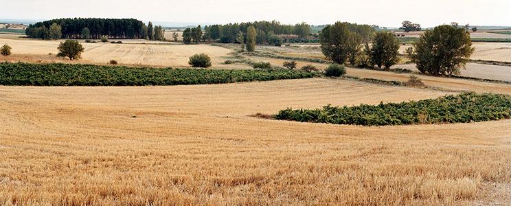 Viñedos de Matallana 