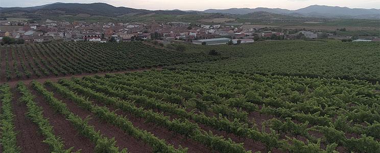 Bodegas Paniza 