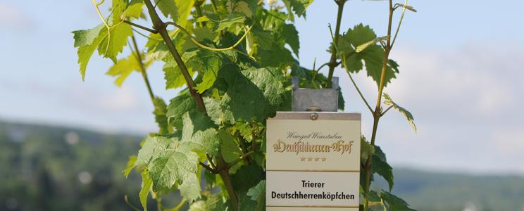  Weingut Deutschherren-Hof 