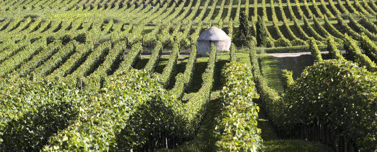 Weingut Groebe am Bergkloster: Rotwein, Rosé