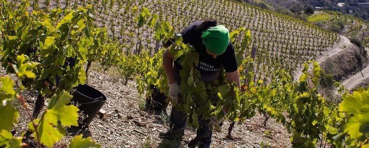 Les Vinyes Forer Massard 