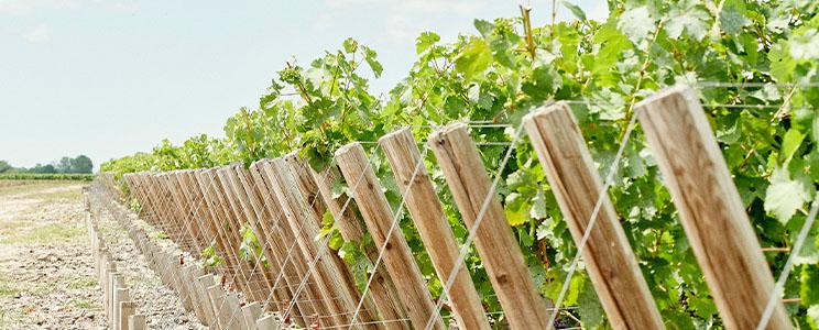 Château Pichon Longueville Comtesse de Lalande 