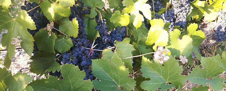 Domaine du Chat Blanc 