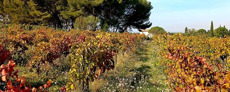 Domaine du Chat Blanc 