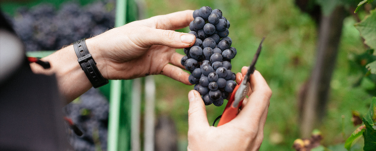 Weingut Zähringer 