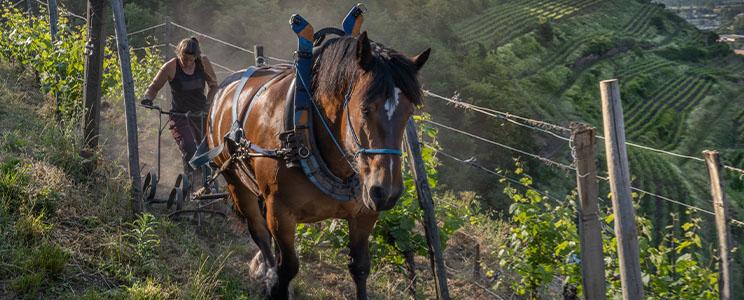 Domaines Schlumberger 