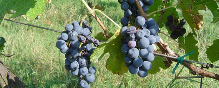 Azienda Agricola Contesa 