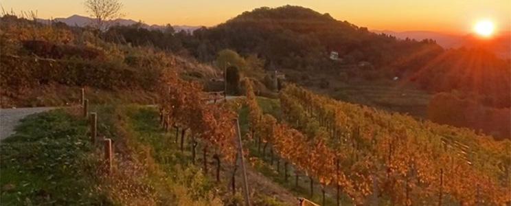 Azienda Agricola Sant’Egidio 