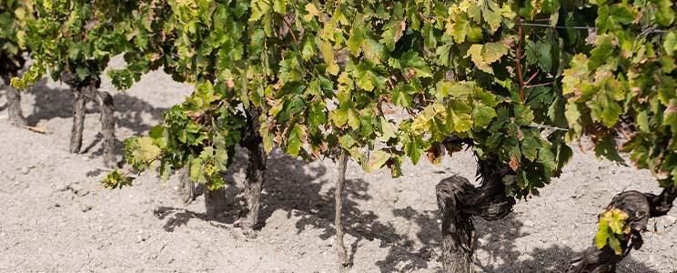 The Wine Hunter Company 