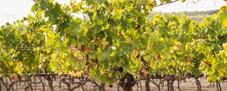 The Wine Hunter Company 