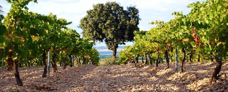 Bodegas Eresma - La Soterraña 