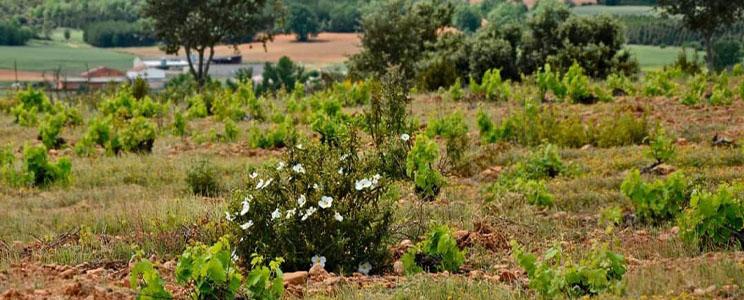 Fuentes del Silencio 