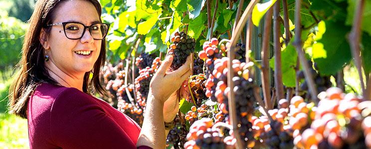Ritterhof Weingut - Tenuta 