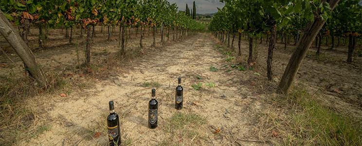 La Cignozza di Roberto Del Buono 