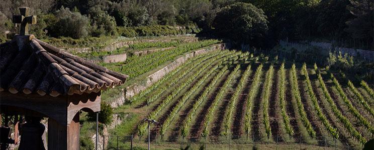 Bodega Son Vich de Superna 