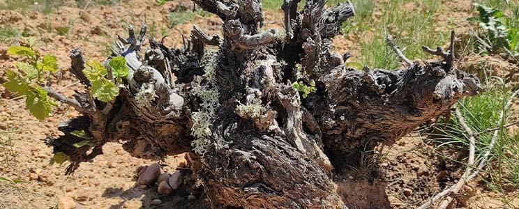 Fuentes del Silencio 