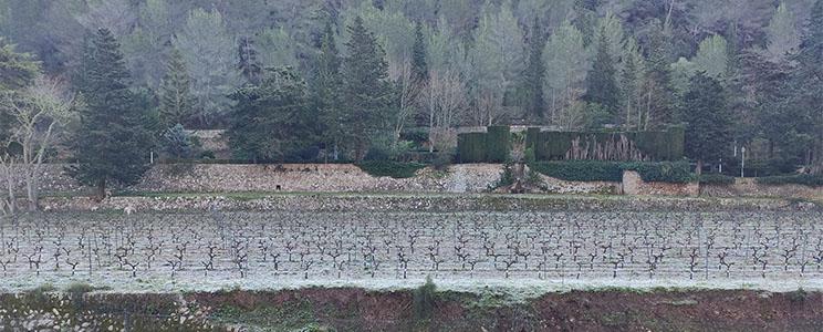 Bodega Son Vich de Superna 