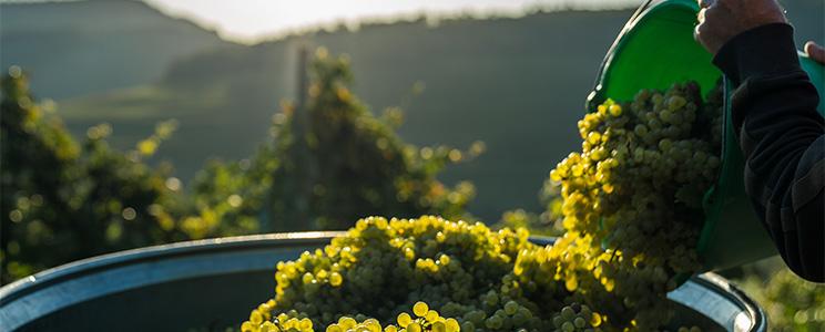 Winzergenossenschaft Wolfenweiler  (Seite:2)