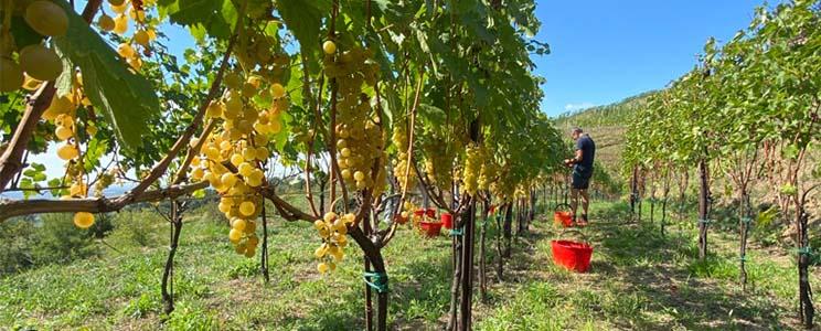 Azienda Agricola Sant’Egidio 