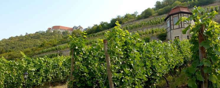 Winzervereinigung Freyburg-Unstrut: Weißwein