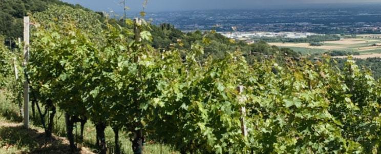 Azienda Agricola Sant’Egidio 