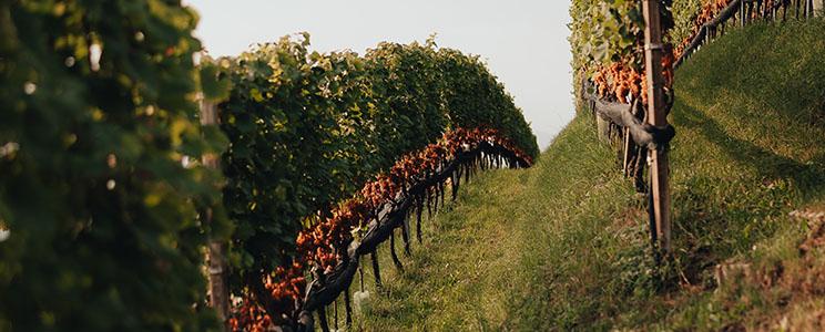 Ritterhof Weingut - Tenuta 