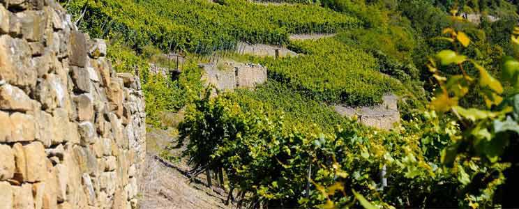  Weingut Disibodenberg: Qualitätswein