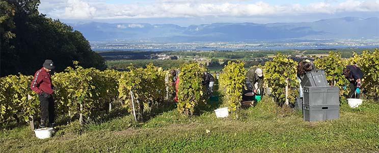 Domaine de Senoche 