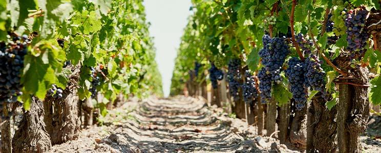 Château Pichon Longueville Comtesse de Lalande 
