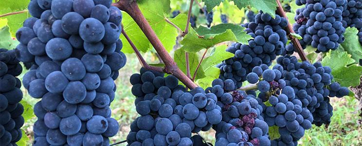 Domaine Clos Saint Jean 