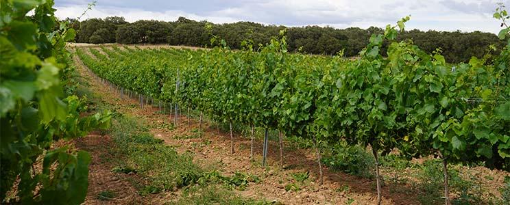 Bodegas Valdovinos 