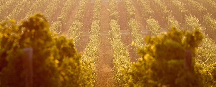 Castello Dei Rampolla 