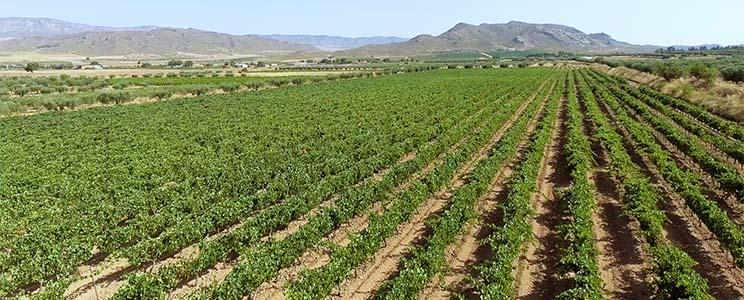 Bodegas Carchelo 